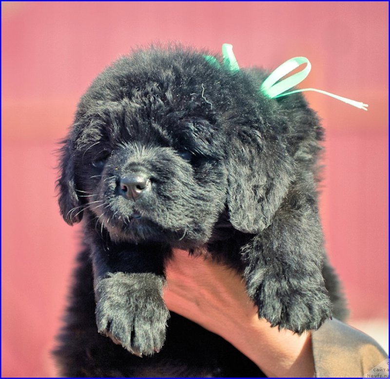 Фото: ньюфаундленд Brownblood MSK Hakim Gold Haydar (Браунблад МСК Хаким Голд Хайдар), ньюфаундленд N'yufort Taym's Gold Aleksa (Ньюфорт Тайм'с Голд Алекса), дети