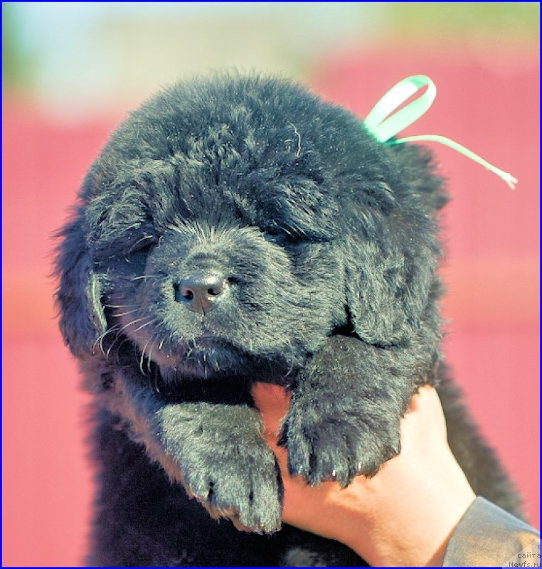 Фото: ньюфаундленд Brownblood MSK Hakim Gold Haydar (Браунблад МСК Хаким Голд Хайдар), ньюфаундленд N'yufort Taym's Gold Aleksa (Ньюфорт Тайм'с Голд Алекса), дети