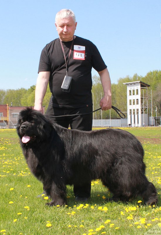 Фото: ньюфаундленд Naysberri (Найсберри), дочь, ньюфаундленд Mag Ispolin Imperator (Маг Исполин Император), и, ньюфаундленд Kamelita Asti (Камелита Асти)