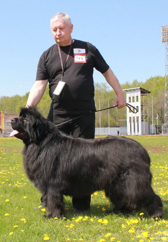 Фото: ньюфаундленд Naysberri (Найсберри), Дочь, ньюфаундленд Mag Ispolin Imperator (Маг Исполин Император), и, ньюфаундленд Kamelita Asti (Камелита Асти)