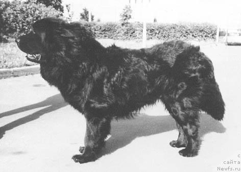 Фото: ньюфаундленд Baji Mulug