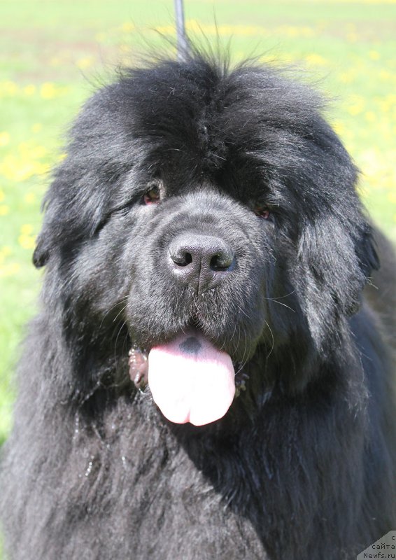 Фото: ньюфаундленд Naysberri (Найсберри), Дочь, ньюфаундленд Mag Ispolin Imperator (Маг Исполин Император), и, ньюфаундленд Kamelita Asti (Камелита Асти)