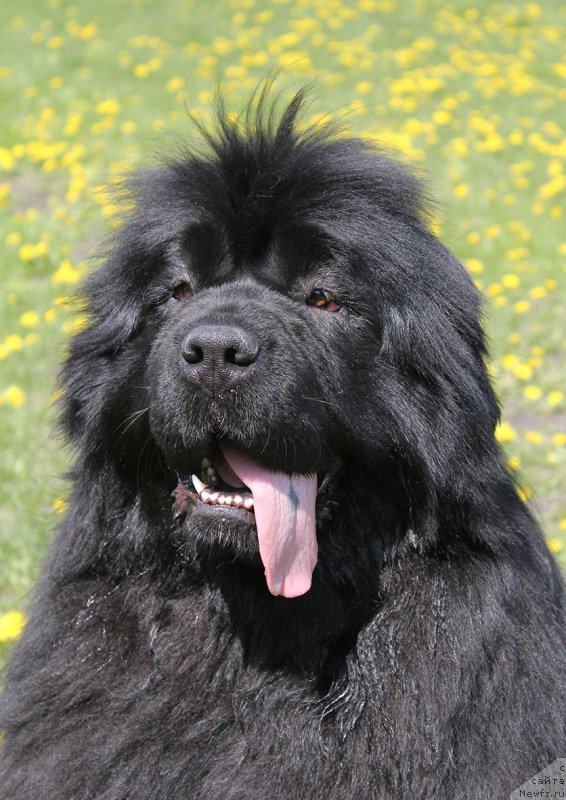 Фото: ньюфаундленд Naysberri (Найсберри), Дочь, ньюфаундленд Mag Ispolin Imperator (Маг Исполин Император), и, ньюфаундленд Kamelita Asti (Камелита Асти)