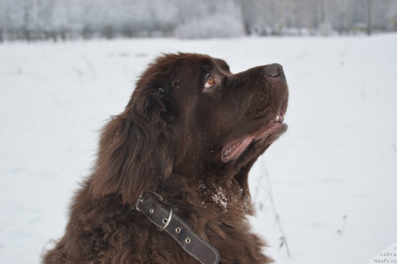 Фото: ньюфаундленд YAhontovaya Zvezdochka (Яхонтовая Звездочка)