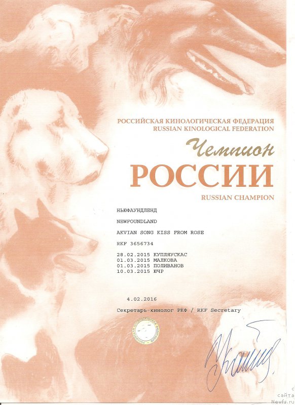 Фото: ньюфаундленд Akvian Song Kiss from Rouz (Аквиан Сонг Кисс Фром Роуз)