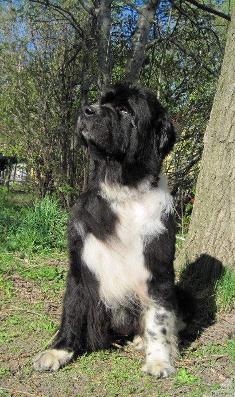 Фото: ньюфаундленд Super Bizon Gera (Супер Бизон Гера)