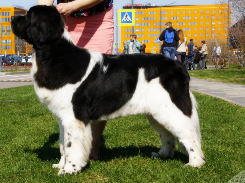 Фото: ньюфаундленд Piternyuf Banzay (Питерньюф Банзай)