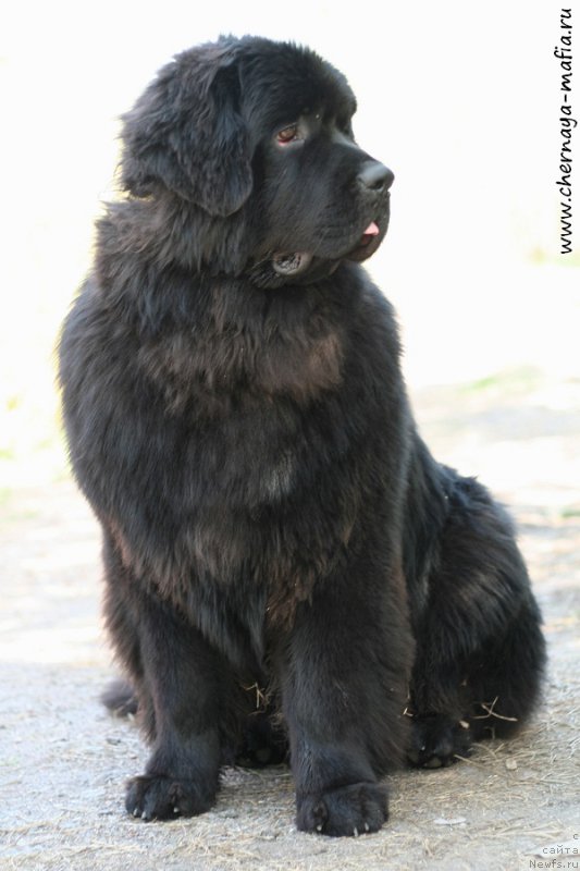 Фото: ньюфаундленд Chernaya Mafia Ace in the Hole (Черная Мафия Асе ин тхе Холе)