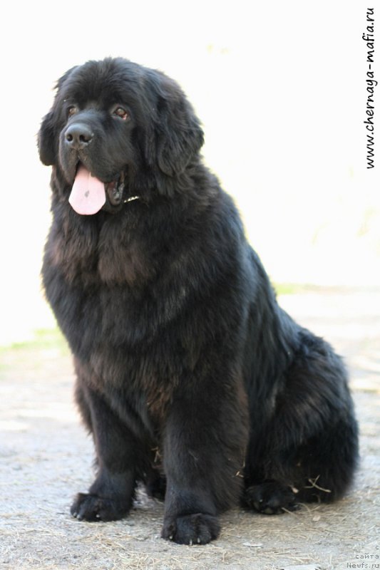 Фото: ньюфаундленд Chernaya Mafia Ace in the Hole (Черная Мафия Асе ин тхе Холе)