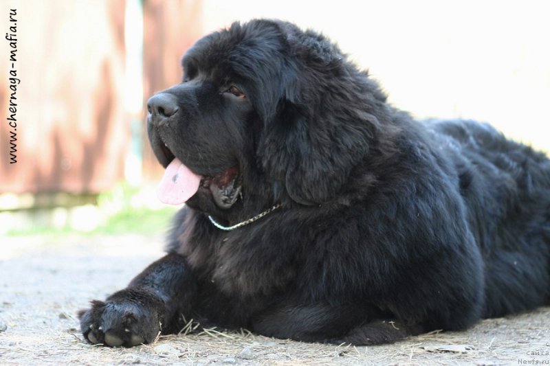 Фото: ньюфаундленд Chernaya Mafia Ace in the Hole (Черная Мафия Асе ин тхе Холе)