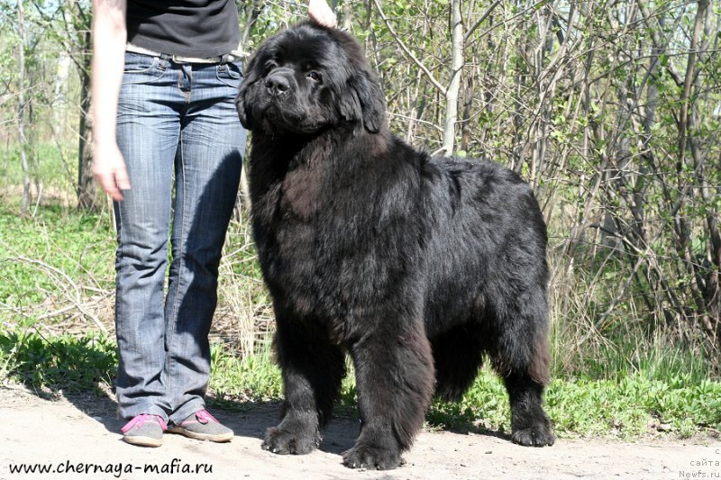 Фото: ньюфаундленд Chernaya Mafia Ace in the Hole (Черная Мафия Асе ин тхе Холе)