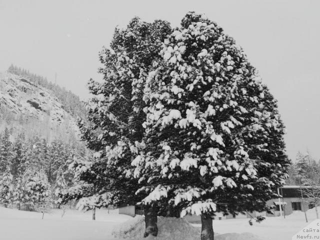 Фотография № 20714