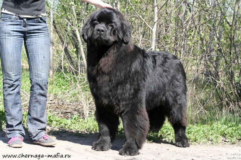 Фото: ньюфаундленд Chernaya Mafia Ace in the Hole (Черная Мафия Асе ин тхе Холе)