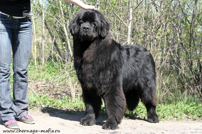 Фото: ньюфаундленд Chernaya Mafia Ace in the Hole (Черная Мафия Асе ин тхе Холе)