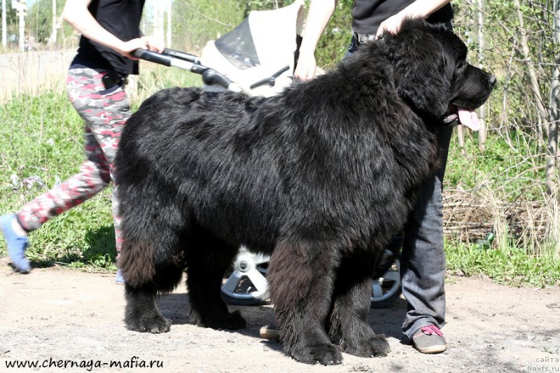 Фотография № 207144