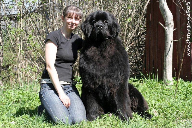 Фото: ньюфаундленд Chernaya Mafia Ace in the Hole (Черная Мафия Асе ин тхе Холе), YUliya Naumova (Юлия Наумова)