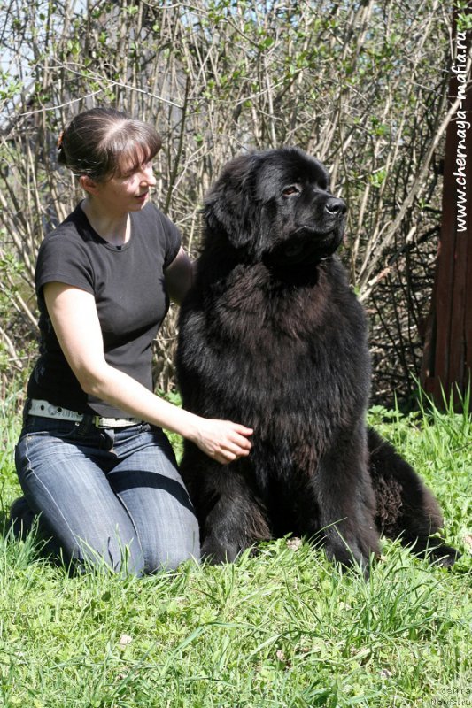 Фото: ньюфаундленд Chernaya Mafia Ace in the Hole (Черная Мафия Асе ин тхе Холе), YUliya Naumova (Юлия Наумова)