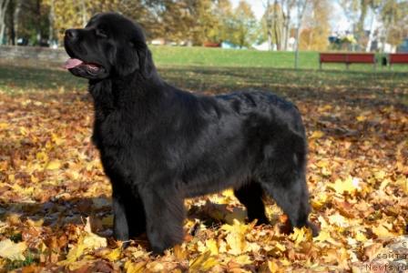 Фото: ньюфаундленд Zvezda Rostova s Berega Dona (Звезда Ростова с Берега Дона)