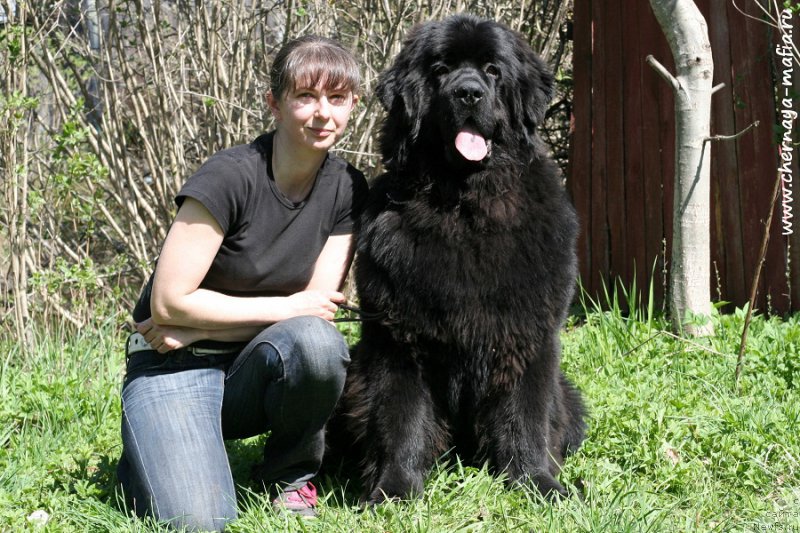 Фото: ньюфаундленд Chernaya Mafia Ace in the Hole (Черная Мафия Асе ин тхе Холе), YUliya Naumova (Юлия Наумова)