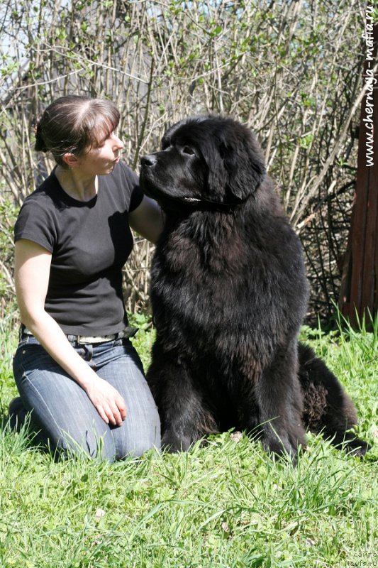 Фото: ньюфаундленд Chernaya Mafia Ace in the Hole (Черная Мафия Асе ин тхе Холе), YUliya Naumova (Юлия Наумова)