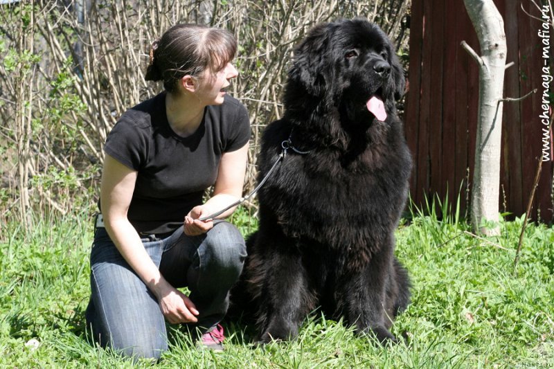 Фото: ньюфаундленд Chernaya Mafia Ace in the Hole (Черная Мафия Асе ин тхе Холе), YUliya Naumova (Юлия Наумова)