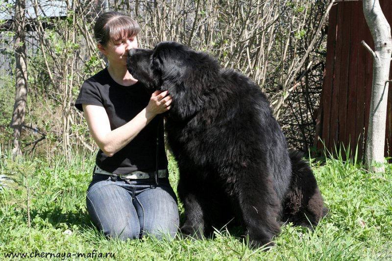 Фото: ньюфаундленд Chernaya Mafia Ace in the Hole (Черная Мафия Асе ин тхе Холе), YUliya Naumova (Юлия Наумова)