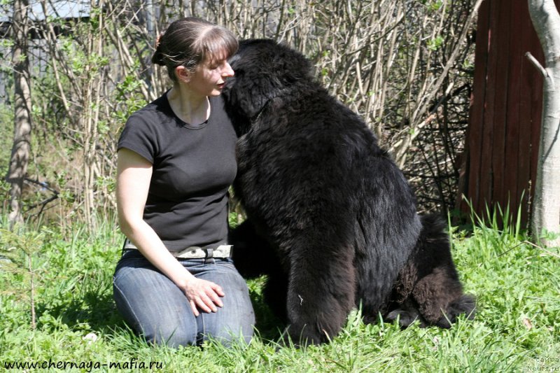 Фото: ньюфаундленд Chernaya Mafia Ace in the Hole (Черная Мафия Асе ин тхе Холе), YUliya Naumova (Юлия Наумова)