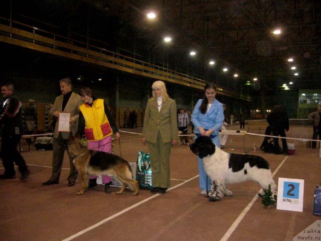 Фото: ньюфаундленд Super Bizon Argo (Супер Бизон Арго)