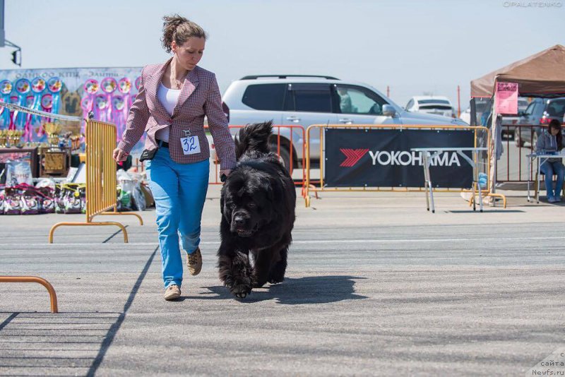 Фото: ньюфаундленд Beguschaya po Volnam CHek Poynt (Бегущая по Волнам Чек Пойнт)