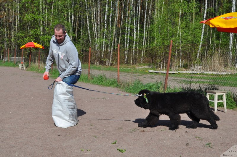 Фото: ньюфаундленд Smigar Brainwave (Смигар Брейнвейв), и Женя