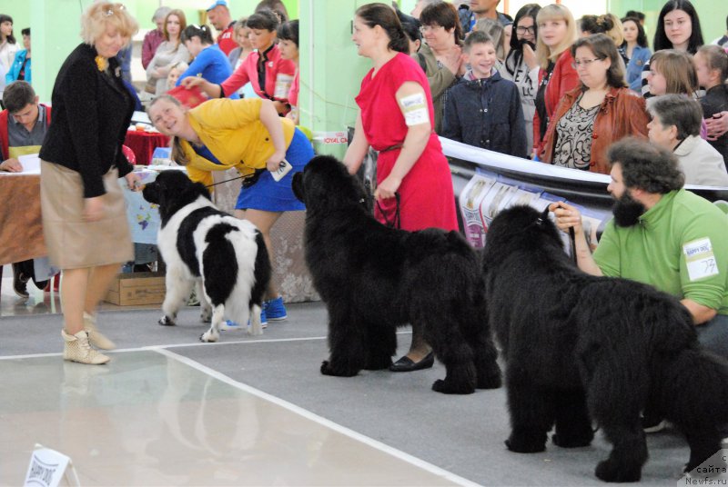 Фото: ньюфаундленд Gordaya Doch Velesa From Russian Bear (Гордая Дочь Велеса фром Рашн Беар), ньюфаундленд Harrieta Embodiment of a Great Pretender (Хариетта Ембодимент оф а Греат Претендер), ньюфаундленд Sent Djons Nashenal Prayd (Сент Джонс Нашенал Прайд)