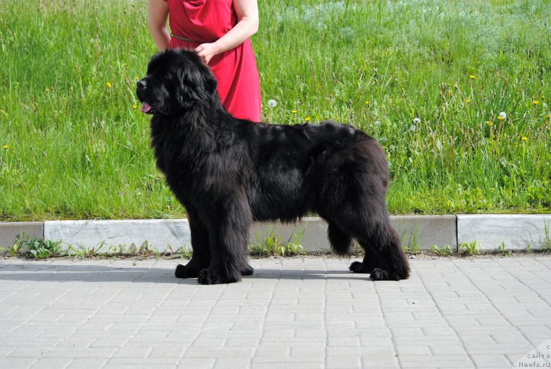 Фото: ньюфаундленд Harrieta Embodiment of a Great Pretender (Хариетта Ембодимент оф а Греат Претендер)