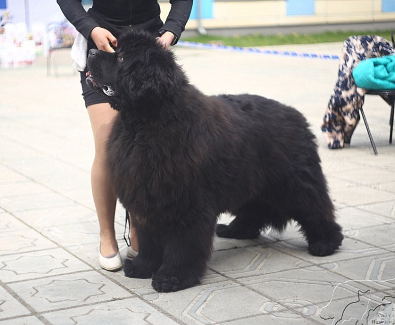 Фото: ньюфаундленд N'yufort Aston Martin dlya S'Nejnoy V'yugi (Ньюфорт Астон Мартин для С'Нежной Вьюги)