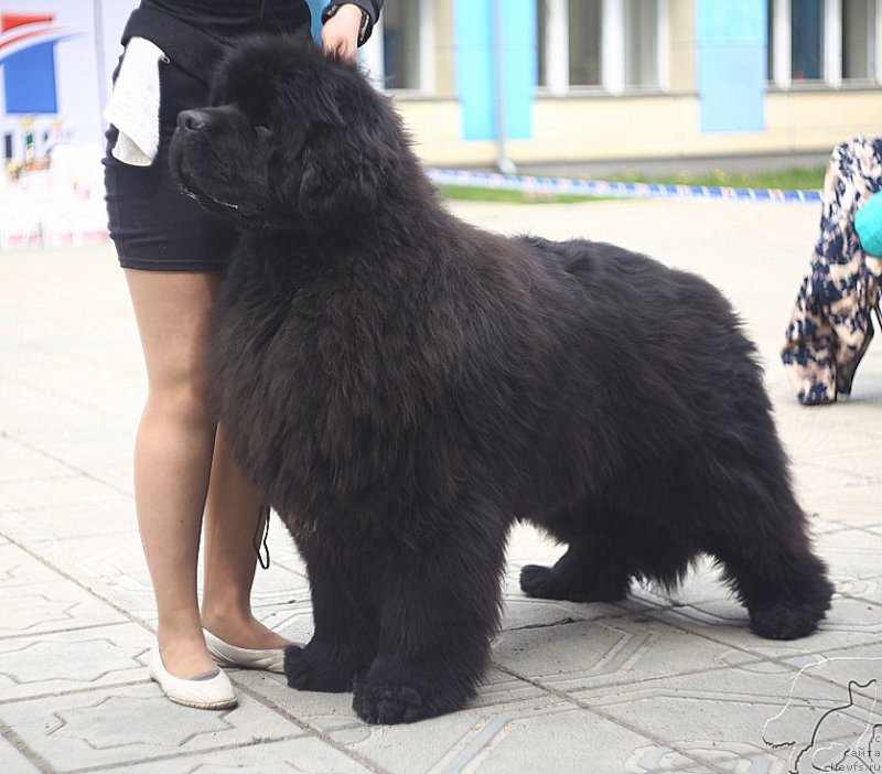 Фото: ньюфаундленд N'yufort Aston Martin dlya S'Nejnoy V'yugi (Ньюфорт Астон Мартин для С'Нежной Вьюги)