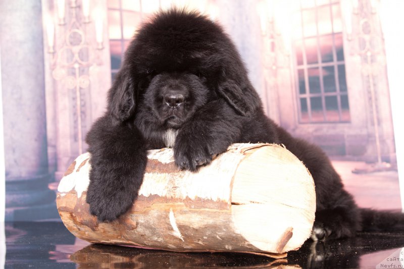 Фото: ньюфаундленд Corporevaill Dom Perignon