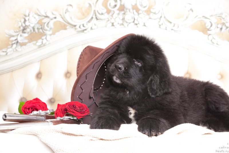 Фото: ньюфаундленд Corporevaill Dom Perignon