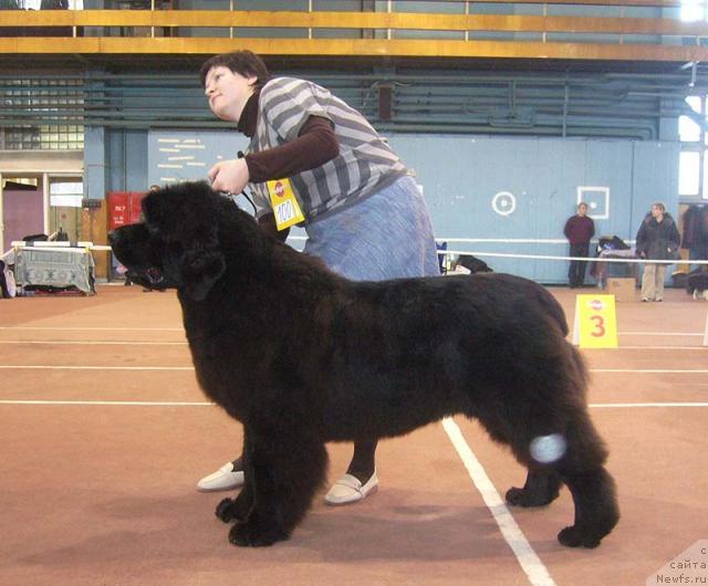 Фото: ньюфаундленд Akvatoriya Kelvin Zaskiya (Акватория Келвин Заския)