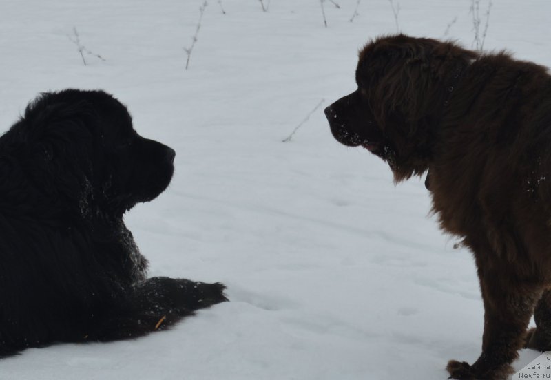 Фото: ньюфаундленд Valmond Pobeditel (Валмонд Победитель), ньюфаундленд YAhontovaya Zvezdochka (Яхонтовая Звездочка)