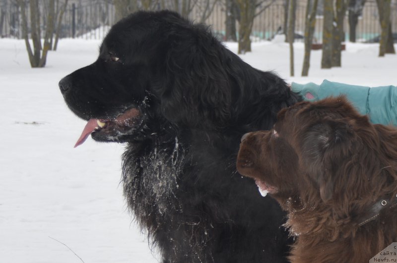 Фото: ньюфаундленд Valmond Pobeditel (Валмонд Победитель), ньюфаундленд YAhontovaya Zvezdochka (Яхонтовая Звездочка)