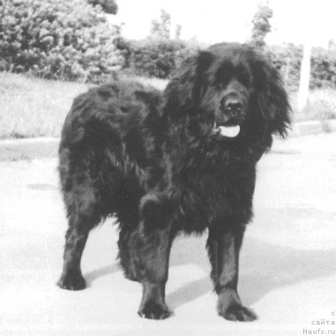 Фото: ньюфаундленд Baji Mulug