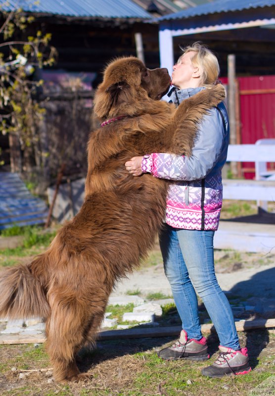 Фото: ньюфаундленд Brownblood MSK Hakim Gold Haydar (Браунблад МСК Хаким Голд Хайдар)
