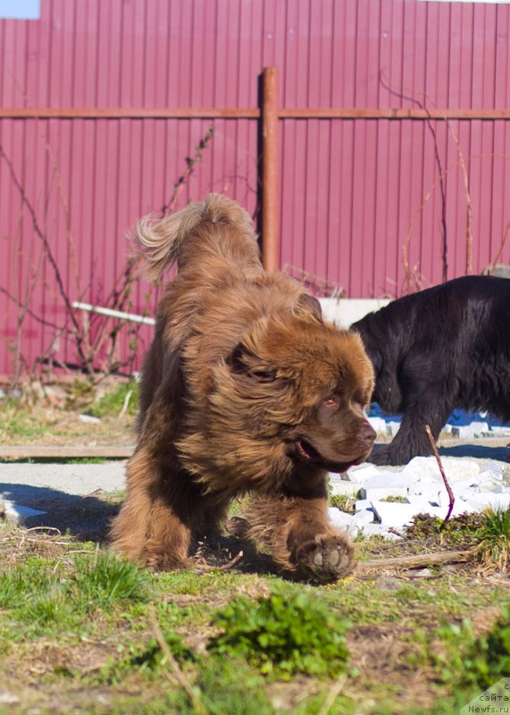 Фото: ньюфаундленд Brownblood MSK Hakim Gold Haydar (Браунблад МСК Хаким Голд Хайдар)