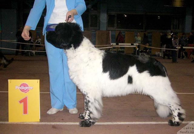 Фото: ньюфаундленд Super Bizon Argo (Супер Бизон Арго)