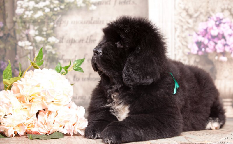 Фото: ньюфаундленд Corporevaill Diamond of my Soul