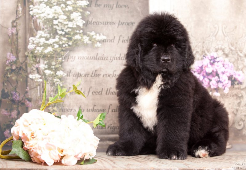 Фото: ньюфаундленд Corporevaill Diamond of my Soul