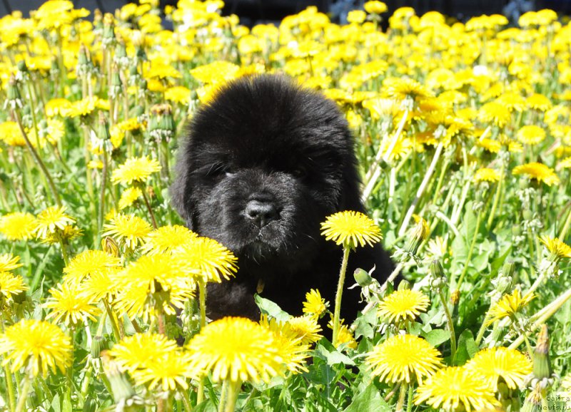 Фотография № 207214