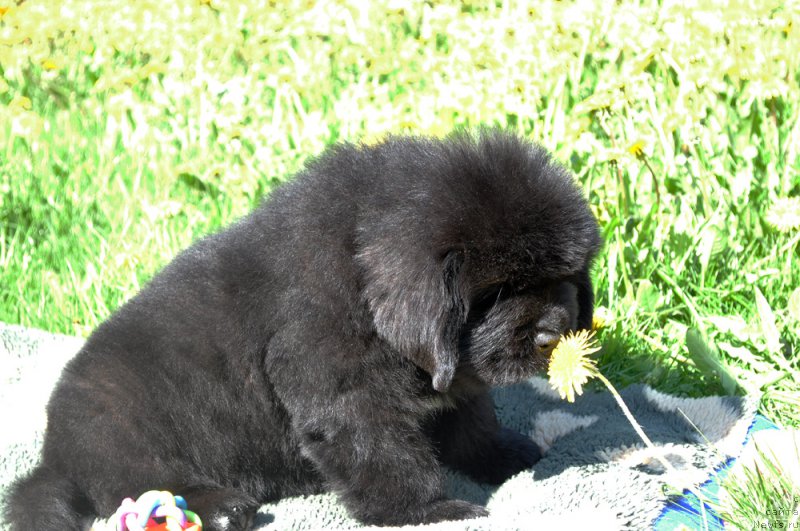 Фотография № 207215