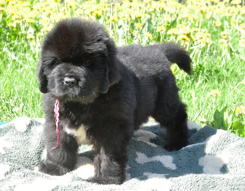 Фотография № 207216