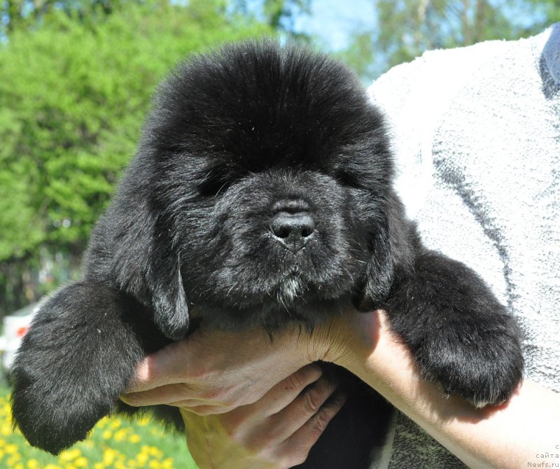 Фото: Бегущая по волнам Гугл