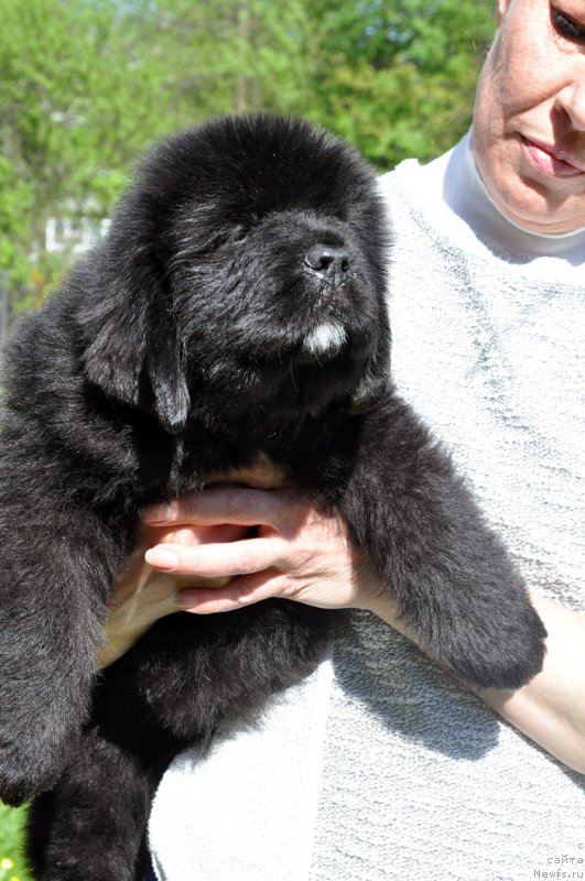 Фото: Бегущая по волнам Гугл